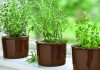Herb Garden