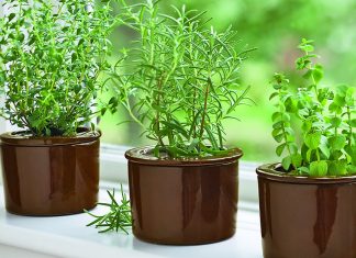 Herb Garden