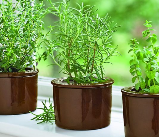 Herb Garden