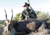 Roe Deer