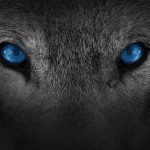 Technology Wolf