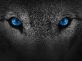 Technology Wolf